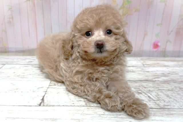 埼玉県のトイプードル(トイ) (Coo&RIKU岩槻店/2026年5月8日生まれ/女の子/クリーム)の子犬の3枚目の画像