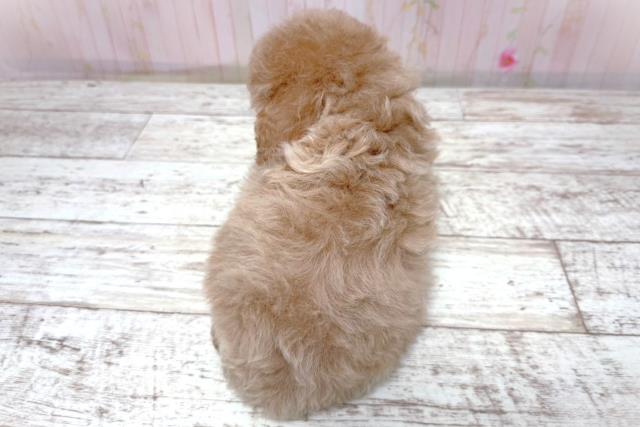 埼玉県のトイプードル(トイ) (Coo&RIKU岩槻店/2026年5月8日生まれ/女の子/クリーム)の子犬の4枚目の画像
