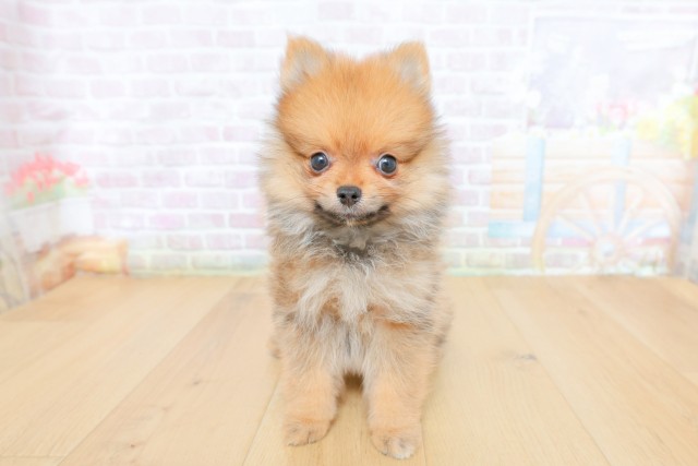 福島県のポメラニアン (Coo&RIKU福島店/2026年5月7日生まれ/男の子/オレンジセーブル)の子犬