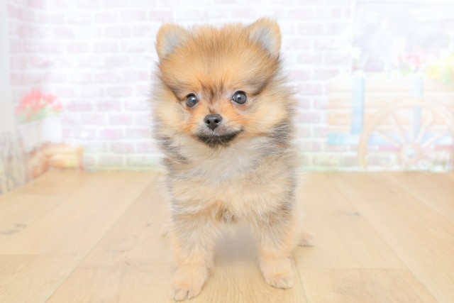 青森県のポメラニアン (Coo&RIKU弘前店/2026年5月7日生まれ/女の子/オレンジセーブル)の子犬の1枚目の画像