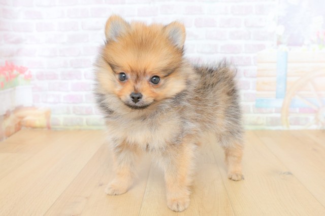 青森県のポメラニアン (Coo&RIKU弘前店/2026年5月7日生まれ/女の子/オレンジセーブル)の子犬の2枚目の画像