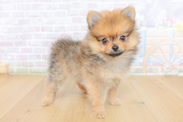 青森県のポメラニアン (Coo&RIKU弘前店/2026年5月7日生まれ/女の子/オレンジセーブル)の子犬の3枚目の画像