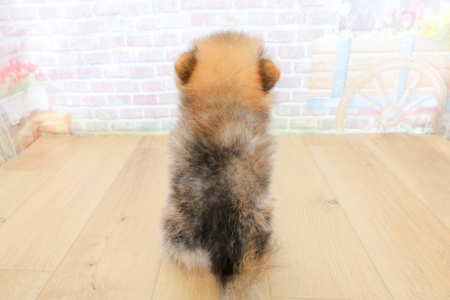 青森県のポメラニアン (Coo&RIKU弘前店/2026年5月7日生まれ/女の子/オレンジセーブル)の子犬の4枚目の画像