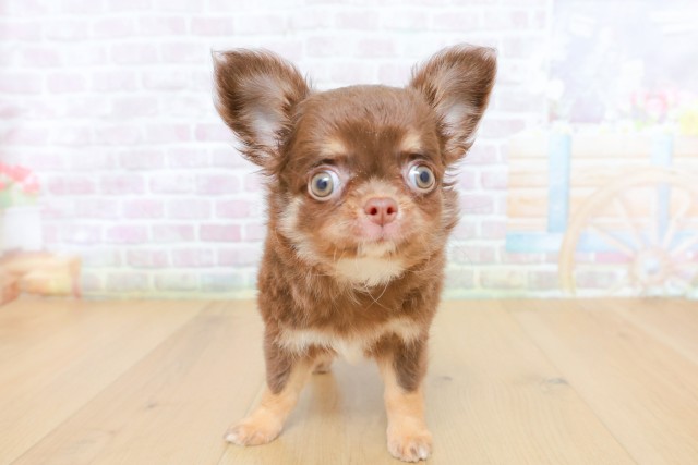 山形県のチワワ(ロング) (Coo&RIKU山形店/2026年5月8日生まれ/女の子/チョコレートタン)の子犬