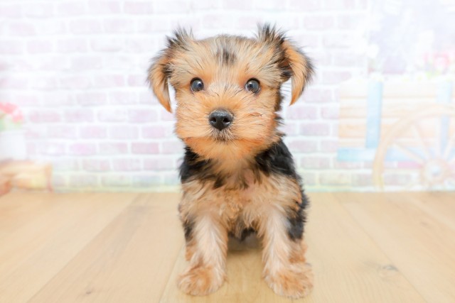 岩手県のヨークシャーテリア (Coo&RIKU一関店/2026年5月8日生まれ/男の子/スチールブルータン)の子犬の1枚目の画像