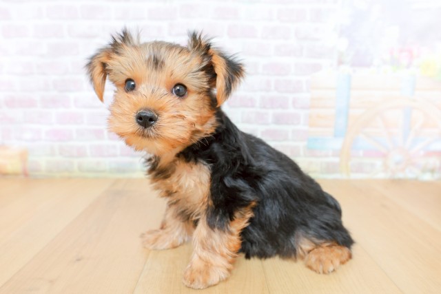 岩手県のヨークシャーテリア (Coo&RIKU一関店/2026年5月8日生まれ/男の子/スチールブルータン)の子犬の2枚目の画像