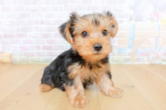 岩手県のヨークシャーテリア (Coo&RIKU一関店/2026年5月8日生まれ/男の子/スチールブルータン)の子犬の3枚目の画像