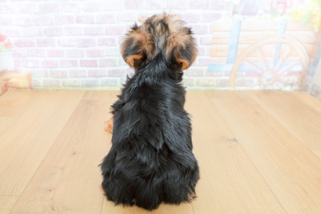 岩手県のヨークシャーテリア (Coo&RIKU一関店/2026年5月8日生まれ/男の子/スチールブルータン)の子犬の4枚目の画像