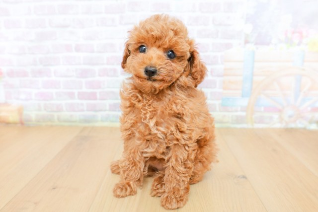 神奈川県のトイプードル(トイ) (Coo&RIKU横須賀店/2026年5月9日生まれ/女の子/レッド)の子犬の1枚目の画像
