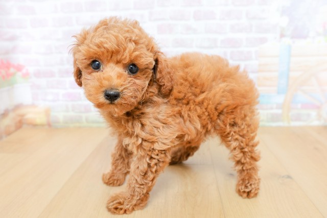 神奈川県のトイプードル(トイ) (Coo&RIKU横須賀店/2026年5月9日生まれ/女の子/レッド)の子犬の2枚目の画像