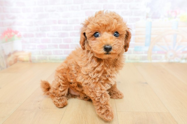 神奈川県のトイプードル(トイ) (Coo&RIKU横須賀店/2026年5月9日生まれ/女の子/レッド)の子犬の3枚目の画像