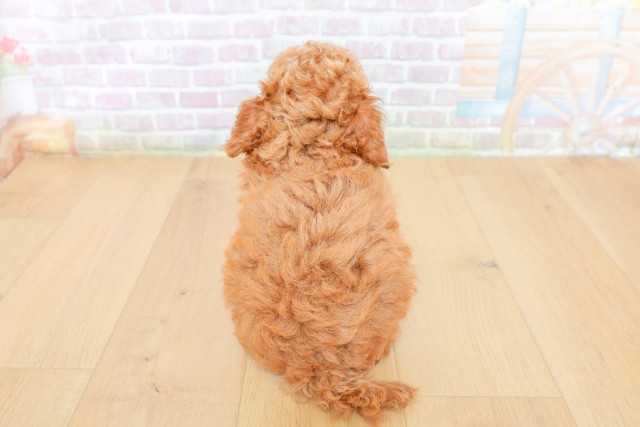 神奈川県のトイプードル(トイ) (Coo&RIKU横須賀店/2026年5月9日生まれ/女の子/レッド)の子犬の4枚目の画像