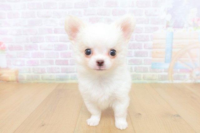 宮城県のチワワ(ロング) (Coo&RIKU石巻店/2026年5月9日生まれ/男の子/ホワイト)の子犬