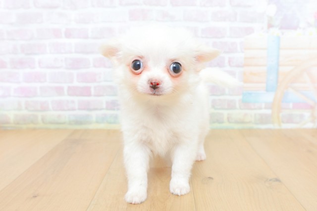 神奈川県のチワワ(ロング) (Coo&RIKU相模原店/2026年5月9日生まれ/女の子/ホワイト)の子犬