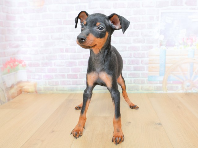福島県のミニチュアピンシャー (Coo&RIKUいわき店/2026年4月23日生まれ/男の子/ブラックタン)の子犬の1枚目の画像