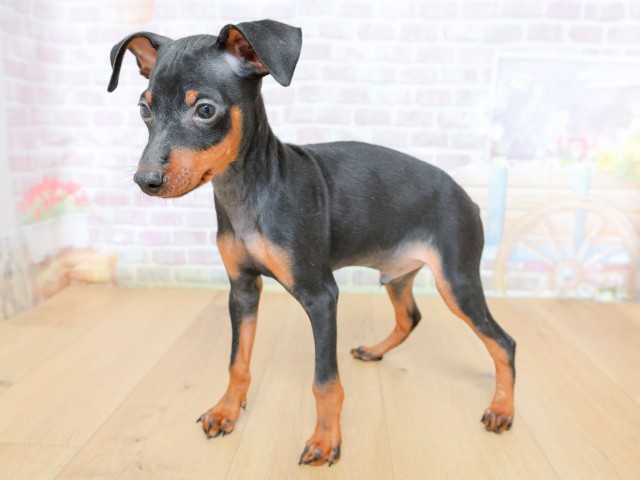 福島県のミニチュアピンシャー (Coo&RIKUいわき店/2026年4月23日生まれ/男の子/ブラックタン)の子犬の2枚目の画像