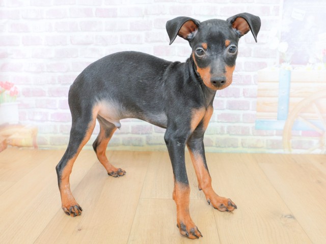 福島県のミニチュアピンシャー (Coo&RIKUいわき店/2026年4月23日生まれ/男の子/ブラックタン)の子犬の3枚目の画像