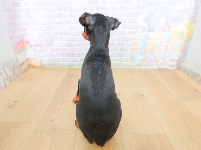 福島県のミニチュアピンシャー (Coo&RIKUいわき店/2026年4月23日生まれ/男の子/ブラックタン)の子犬の4枚目の画像