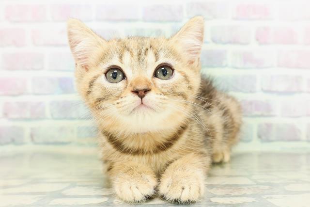 東京都のマンチカン (Coo&RIKU高円寺店/2026年5月7日生まれ/女の子/ブラウンパッチドタビー)の子猫の1枚目の画像