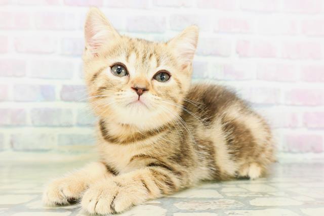 東京都のマンチカン (Coo&RIKU高円寺店/2026年5月7日生まれ/女の子/ブラウンパッチドタビー)の子猫の2枚目の画像