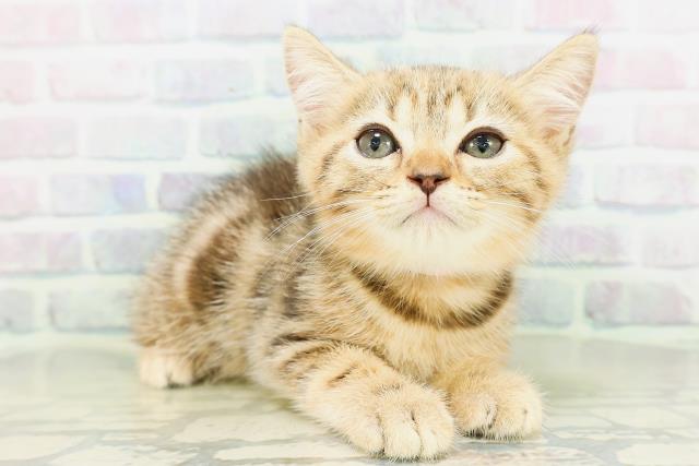 東京都のマンチカン (Coo&RIKU高円寺店/2026年5月7日生まれ/女の子/ブラウンパッチドタビー)の子猫の3枚目の画像