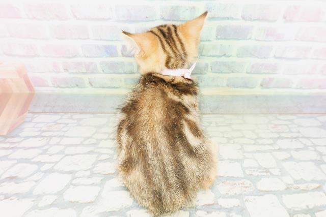 東京都のマンチカン (Coo&RIKU高円寺店/2026年5月7日生まれ/女の子/ブラウンパッチドタビー)の子猫の4枚目の画像