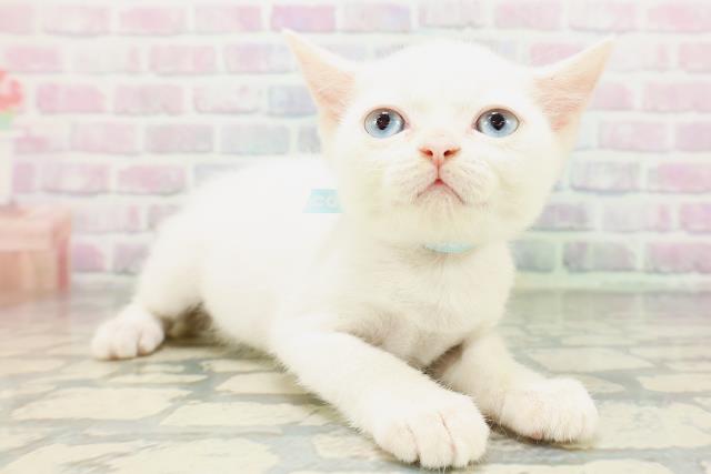 ワンちゃん・ネコちゃん(子犬・子猫)検索結果 | ペットショップCoo＆RIKU