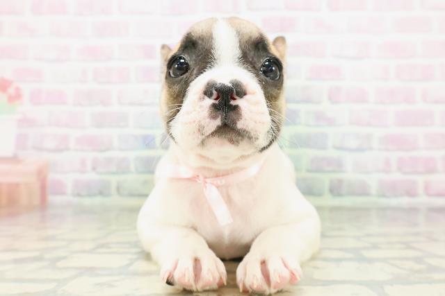 東京都のフレンチブルドッグ (Coo&RIKU広尾店/2026年5月2日生まれ/女の子/パイド)の子犬