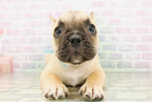 新潟県のフレンチブルドッグ (Coo&RIKU新潟西店/2026年5月6日生まれ/男の子/フォーンホワイト)の子犬の1枚目の画像