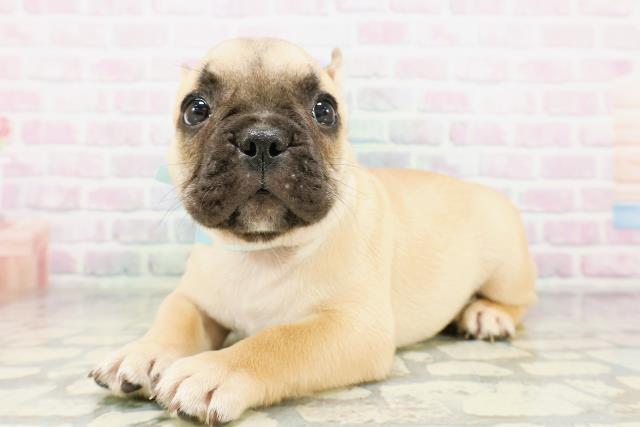 新潟県のフレンチブルドッグ (Coo&RIKU新潟西店/2026年5月6日生まれ/男の子/フォーンホワイト)の子犬の2枚目の画像