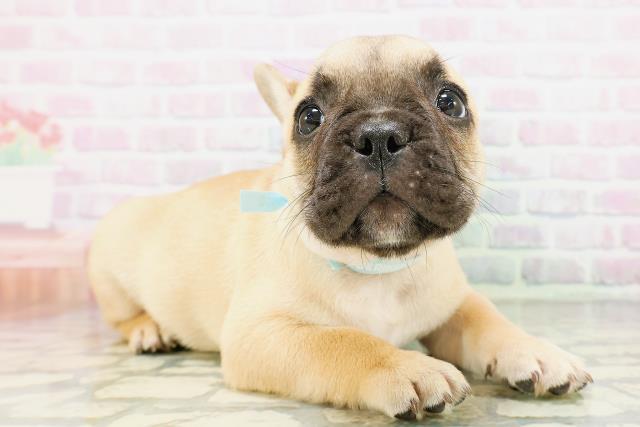 新潟県のフレンチブルドッグ (Coo&RIKU新潟西店/2026年5月6日生まれ/男の子/フォーンホワイト)の子犬の3枚目の画像