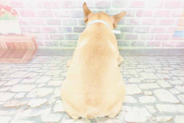 新潟県のフレンチブルドッグ (Coo&RIKU新潟西店/2026年5月6日生まれ/男の子/フォーンホワイト)の子犬の4枚目の画像