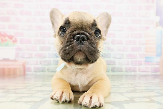 新潟県のフレンチブルドッグ (Coo&RIKU上越店/2026年5月7日生まれ/男の子/フォーン)の子犬の1枚目の画像