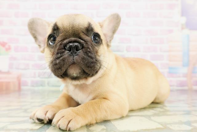新潟県のフレンチブルドッグ (Coo&RIKU上越店/2026年5月7日生まれ/男の子/フォーン)の子犬の2枚目の画像