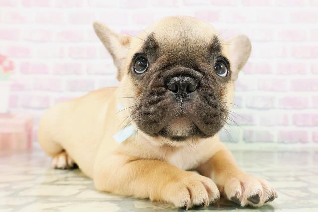 新潟県のフレンチブルドッグ (Coo&RIKU上越店/2026年5月7日生まれ/男の子/フォーン)の子犬の3枚目の画像