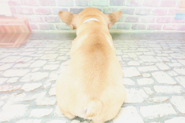 新潟県のフレンチブルドッグ (Coo&RIKU上越店/2026年5月7日生まれ/男の子/フォーン)の子犬の4枚目の画像