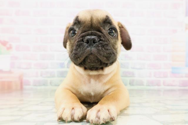 東京都のフレンチブルドッグ (Coo&RIKU練馬店/2026年5月7日生まれ/男の子/フォーン)の子犬の1枚目の画像
