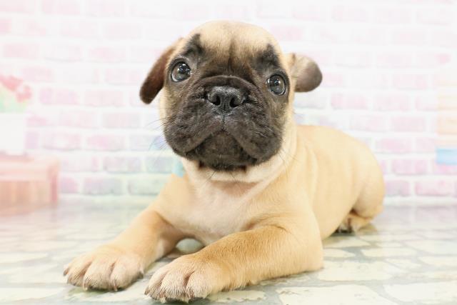 東京都のフレンチブルドッグ (Coo&RIKU練馬店/2026年5月7日生まれ/男の子/フォーン)の子犬の2枚目の画像