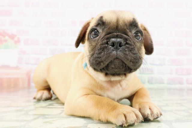 東京都のフレンチブルドッグ (Coo&RIKU練馬店/2026年5月7日生まれ/男の子/フォーン)の子犬の3枚目の画像