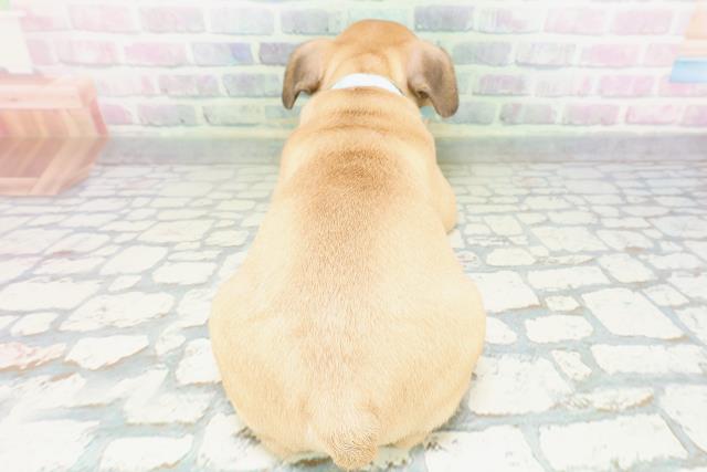 東京都のフレンチブルドッグ (Coo&RIKU練馬店/2026年5月7日生まれ/男の子/フォーン)の子犬の4枚目の画像