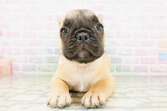 東京都のフレンチブルドッグ (Coo&RIKU赤坂店/2026年5月7日生まれ/女の子/フォーン)の子犬の1枚目の画像