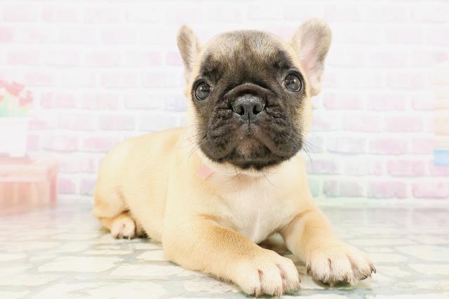 東京都のフレンチブルドッグ (Coo&RIKU赤坂店/2026年5月7日生まれ/女の子/フォーン)の子犬の3枚目の画像