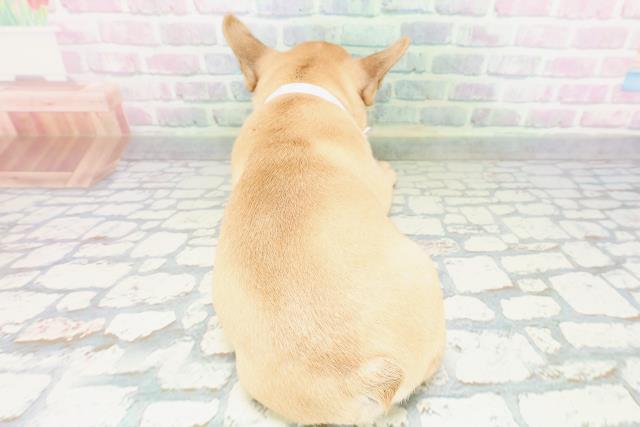 東京都のフレンチブルドッグ (Coo&RIKU赤坂店/2026年5月7日生まれ/女の子/フォーン)の子犬の4枚目の画像