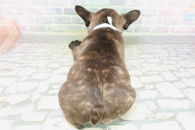 長野県のフレンチブルドッグ (Coo&RIKU長野店/2026年5月8日生まれ/男の子/ブリンドルホワイト)の子犬の4枚目の画像