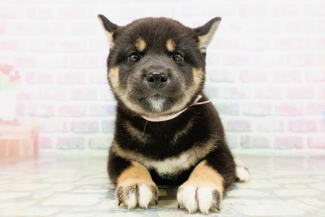 東京都の柴犬(標準サイズ) (Coo&RIKUフレスポ住吉店/2026年5月10日生まれ/女の子/黒)の子犬