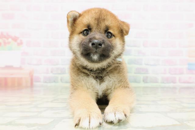 東京都の柴犬(標準サイズ) (Coo&RIKU三軒茶屋店/2026年5月10日生まれ/男の子/赤)の子犬