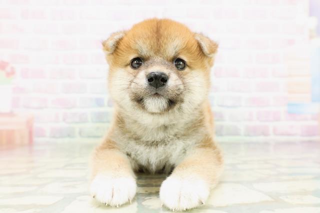 柴犬