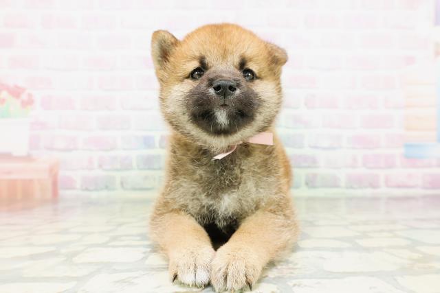 東京都の柴犬(標準サイズ) (Coo&RIKU池袋西口店/2026年5月10日生まれ/女の子/赤)の子犬