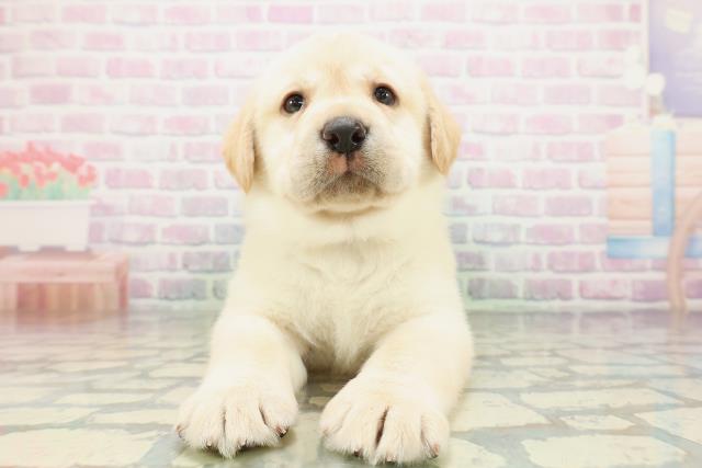 北海道のラブラドールレトリーバー (Coo&RIKU旭川店/2026年5月8日生まれ/男の子/イエロー)の子犬の1枚目の画像
