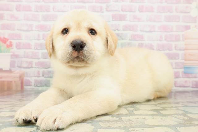 北海道のラブラドールレトリーバー (Coo&RIKU旭川店/2026年5月8日生まれ/男の子/イエロー)の子犬の2枚目の画像